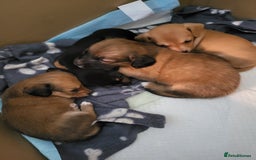 Chiweenie dogs for sale: Chiweenies  - Image 5