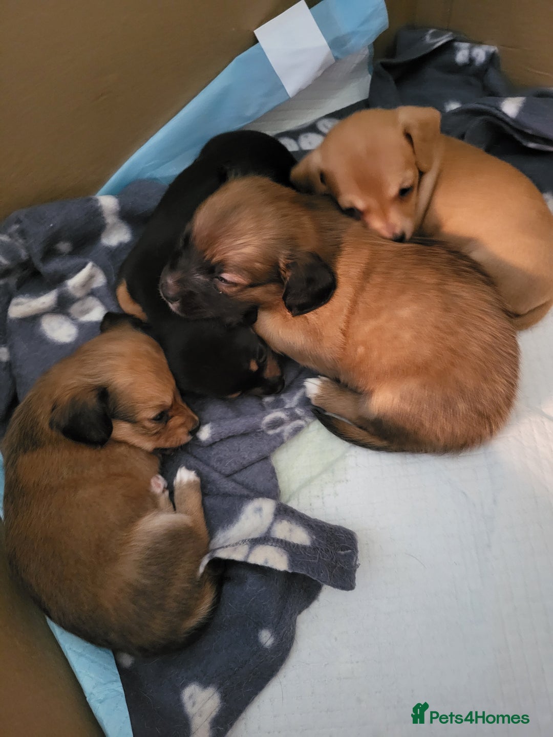 Chiweenie dogs for sale: Chiweenies  - Image 5