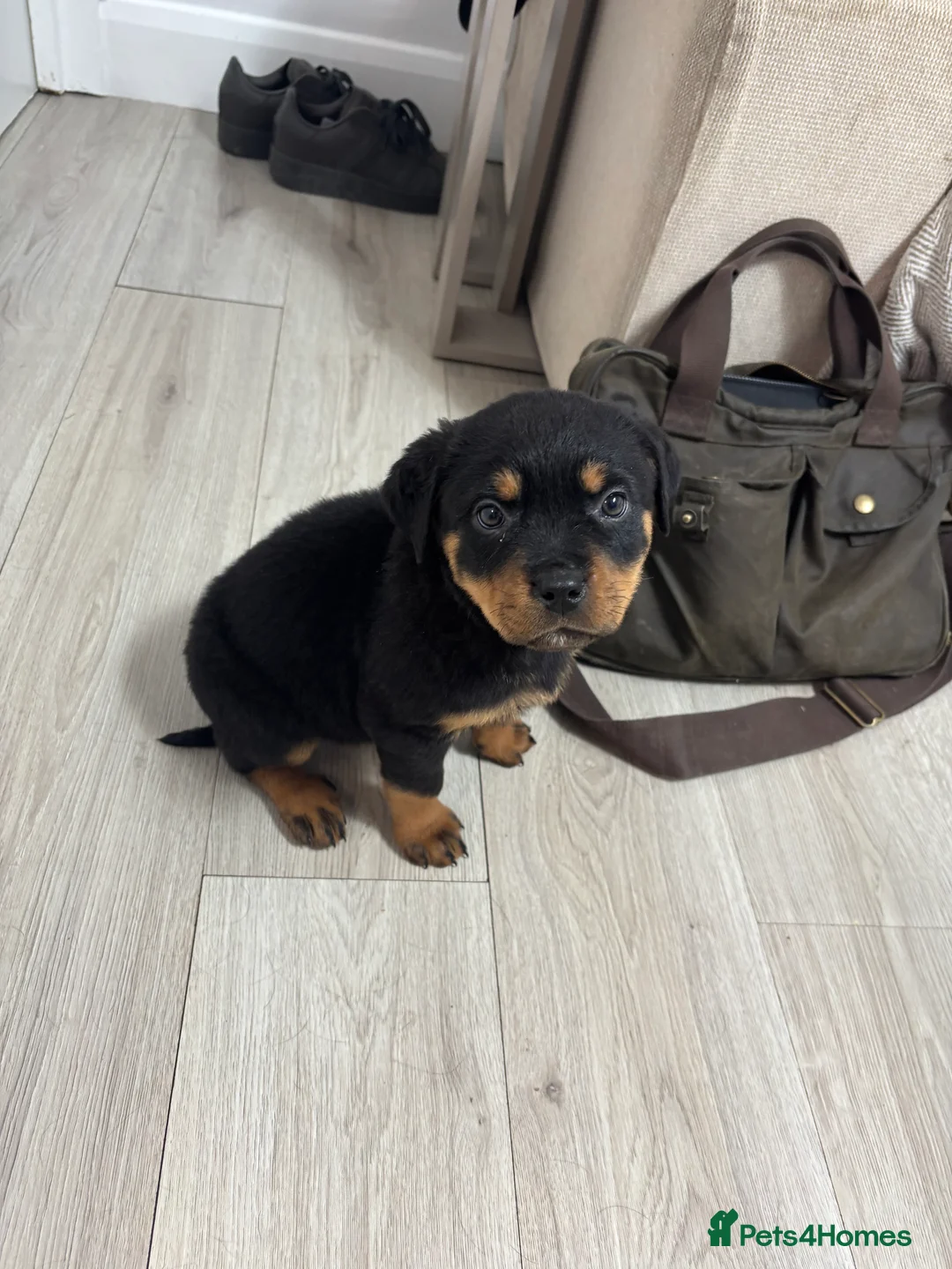 Rottweiler dogs for sale: 🐾🐶 beautifulRottweiler puppies 3 Girls Left🐶🐾 - Advert 35