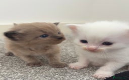 Maine Coon cats for sale: Main coon cross ragdoll  - Image 7