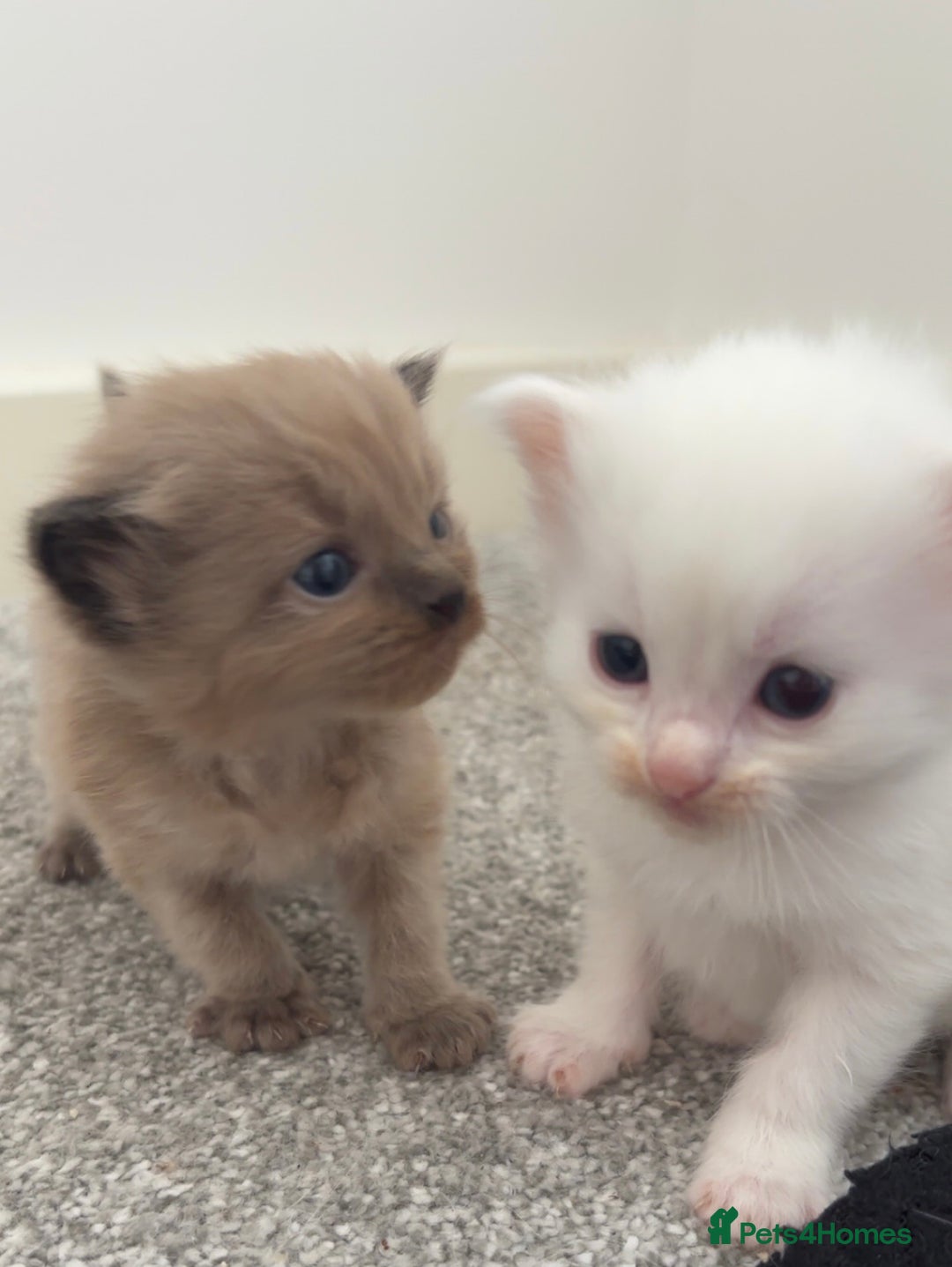 Maine Coon cats for sale: Main coon cross ragdoll  - Image 7