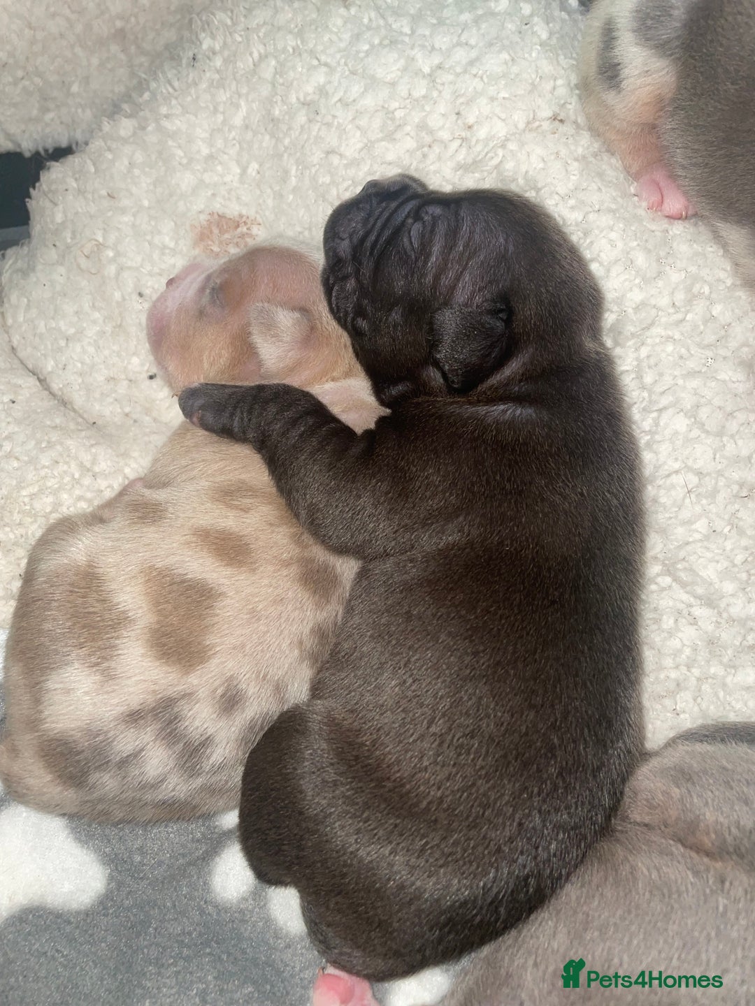 American Bully dogs for sale: American Pocket bully’s puppies  - Advert 33