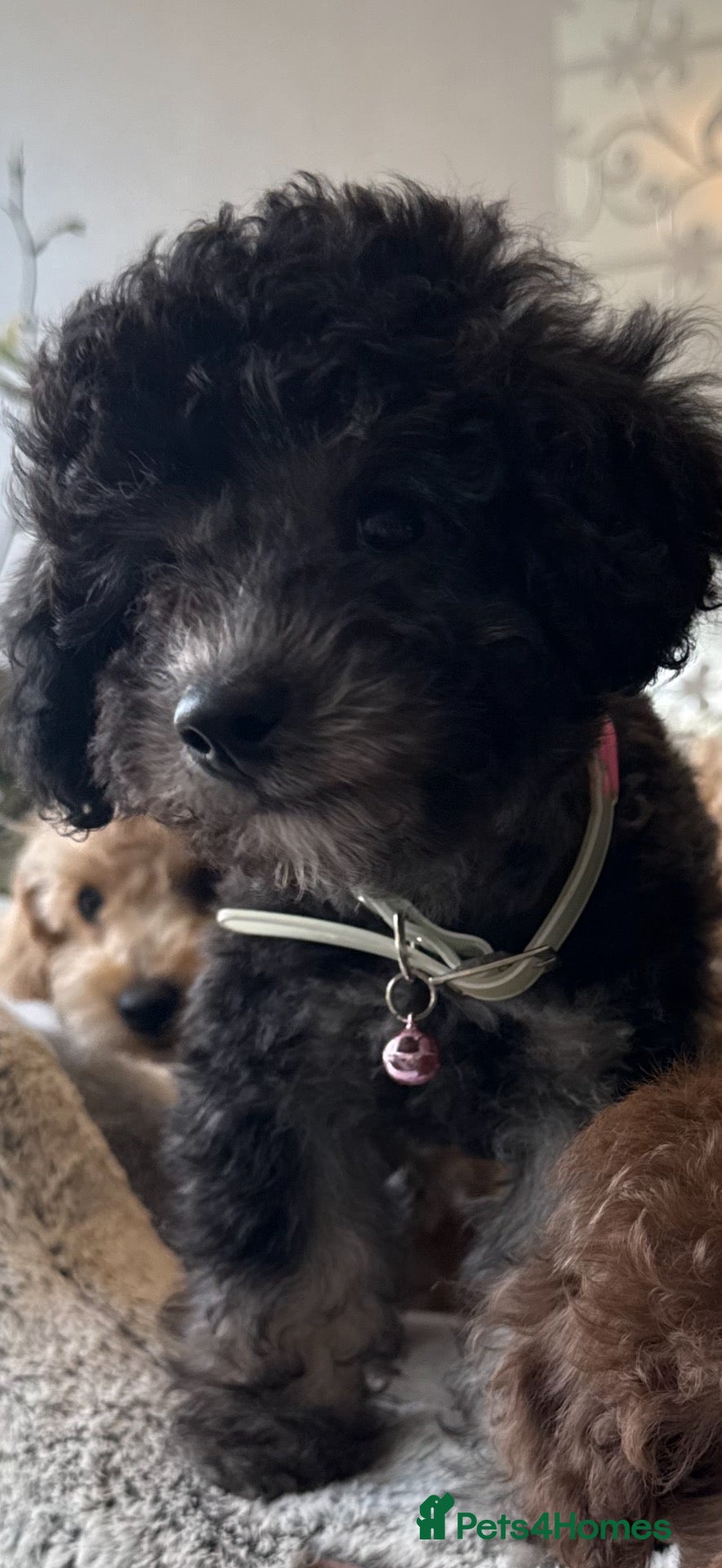 Toy Poodle dogs Last boy/ please read the description - Advert 2