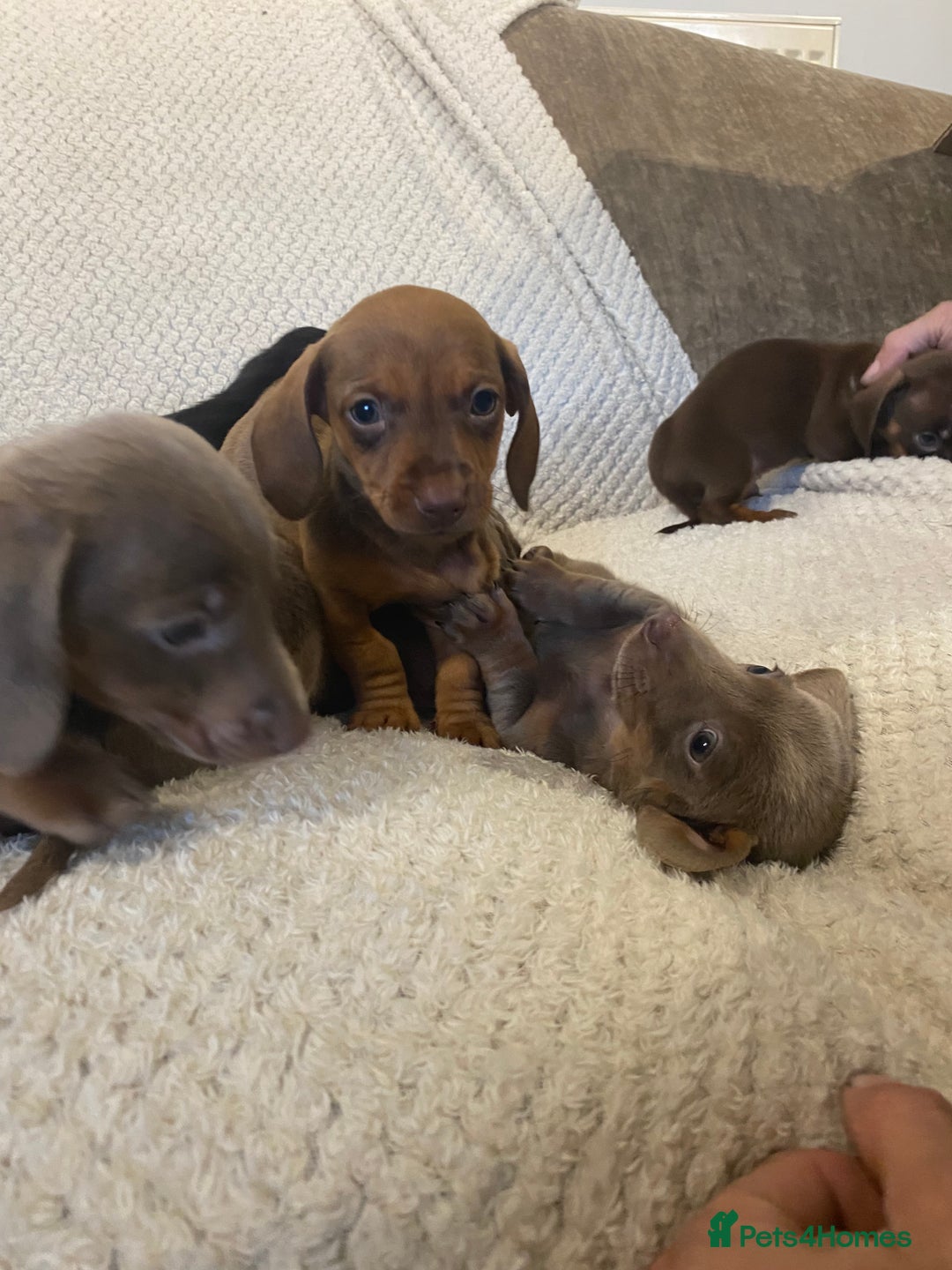 Miniature Dachshund dogs for sale: Miniature Dachshund Puppy 6 - READY NEXT WEEK - Miniature dachshund puppies  - Image 5