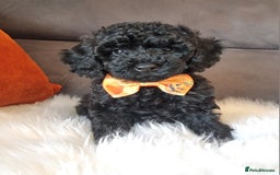 Cockapoo dogs for sale: Adorable best friend pups, sold fully vaccinated - Image 6