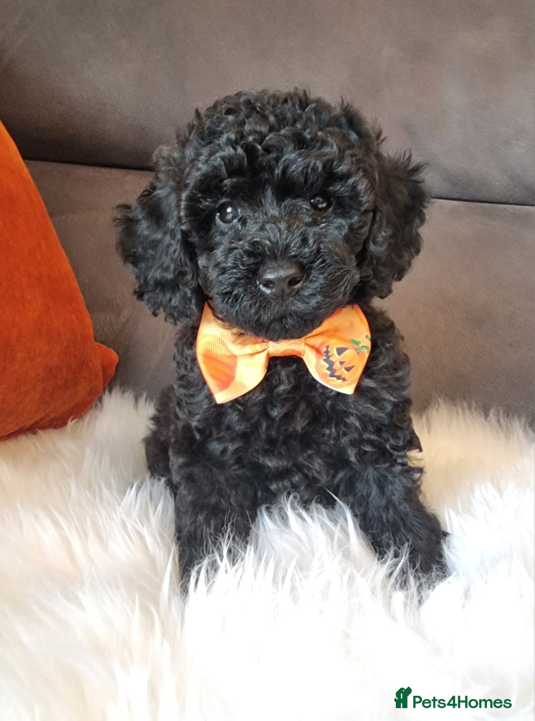 Cockapoo dogs for sale: Adorable best friend pups, sold fully vaccinated - Image 6