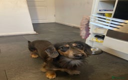 Miniature Dachshund dogs for stud: KC Blue Cream Long Hair Miniature Dachshund Stud  - Image 3