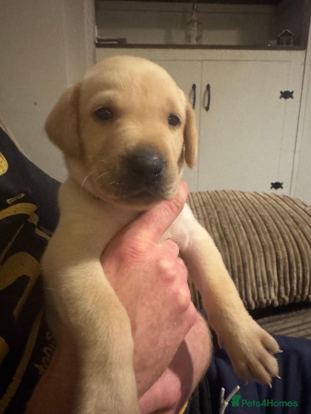Labrador Retriever dogs for sale: Golden boy - Image 2