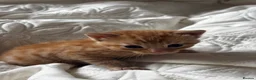 Mixed Breed cats for sale: 2 little kittens available in Camborne area  - Advert 3