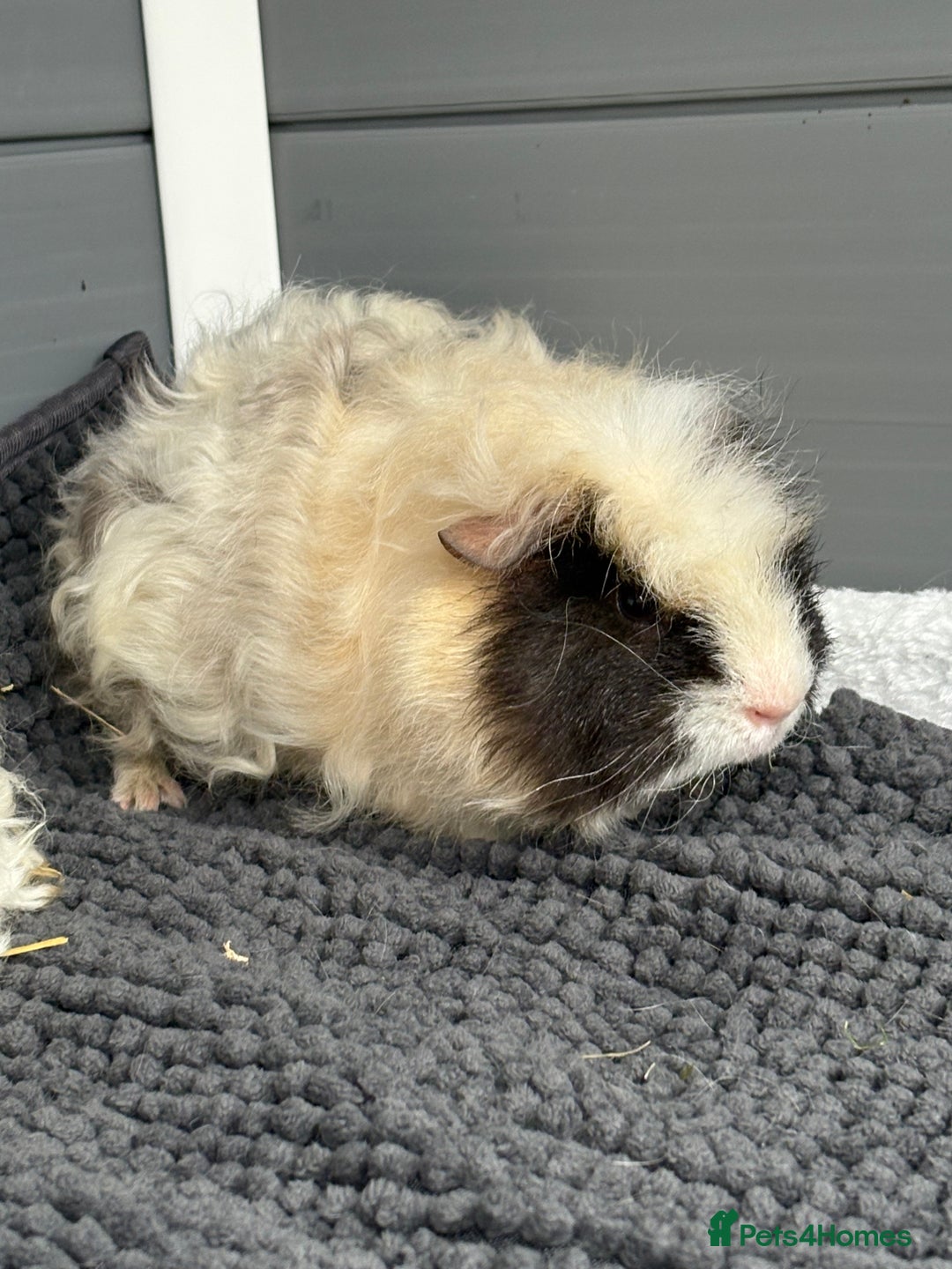 Guinea Pig rodents for sale: Bonded male piggies  - Image 5