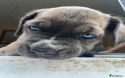 Cane Corso dogs for sale: Purebred Cane Corso puppies  - Image 24