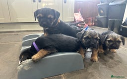 Border Terrier dogs for sale: Border Terrier Pups -Beautiful Pedigree  - Image 29