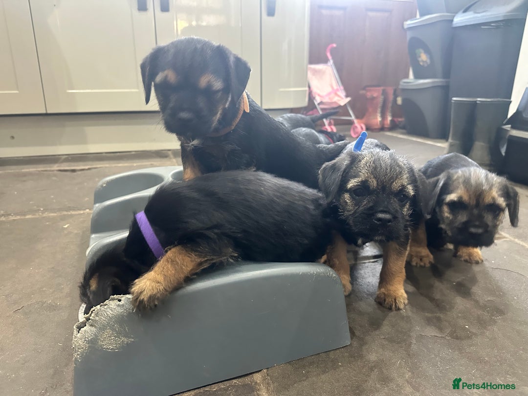 Border Terrier dogs for sale: Border Terrier Pups -Beautiful Pedigree  - Image 29