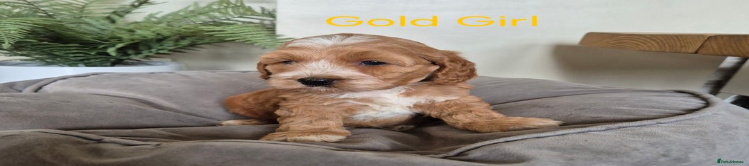 Gold Girl