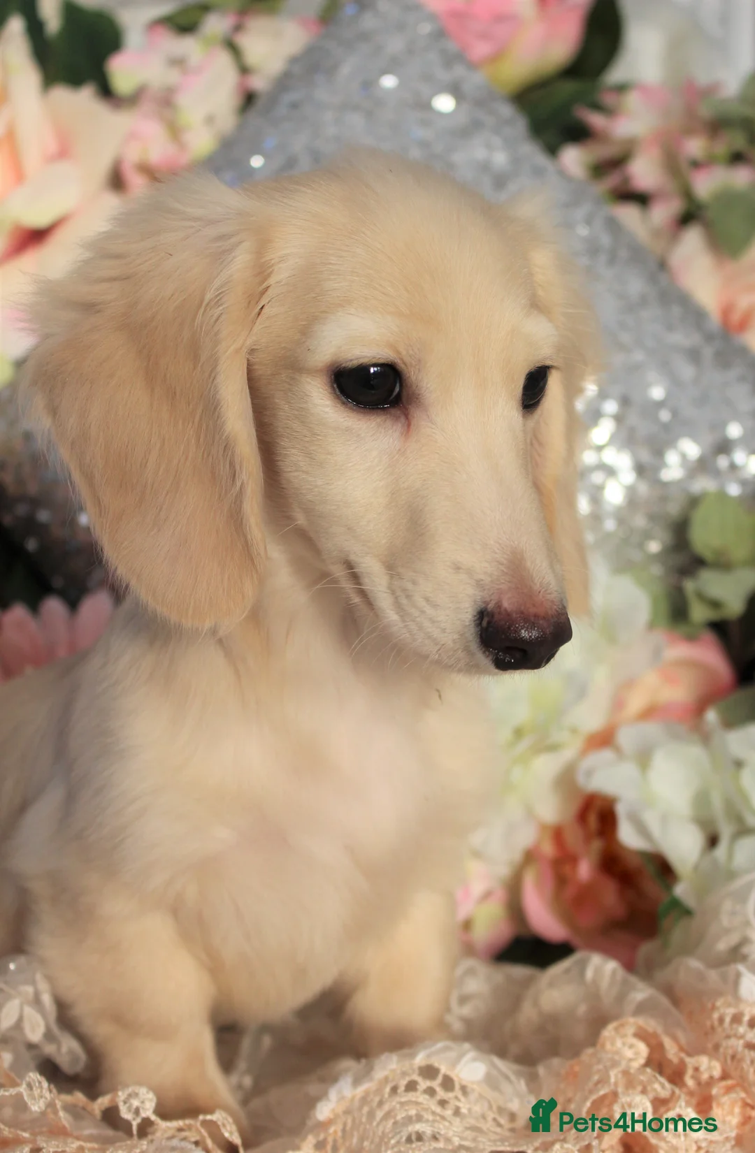 Miniature Dachshund dogs for stud: Falcor for Stud only in Wisbech - Advert 14