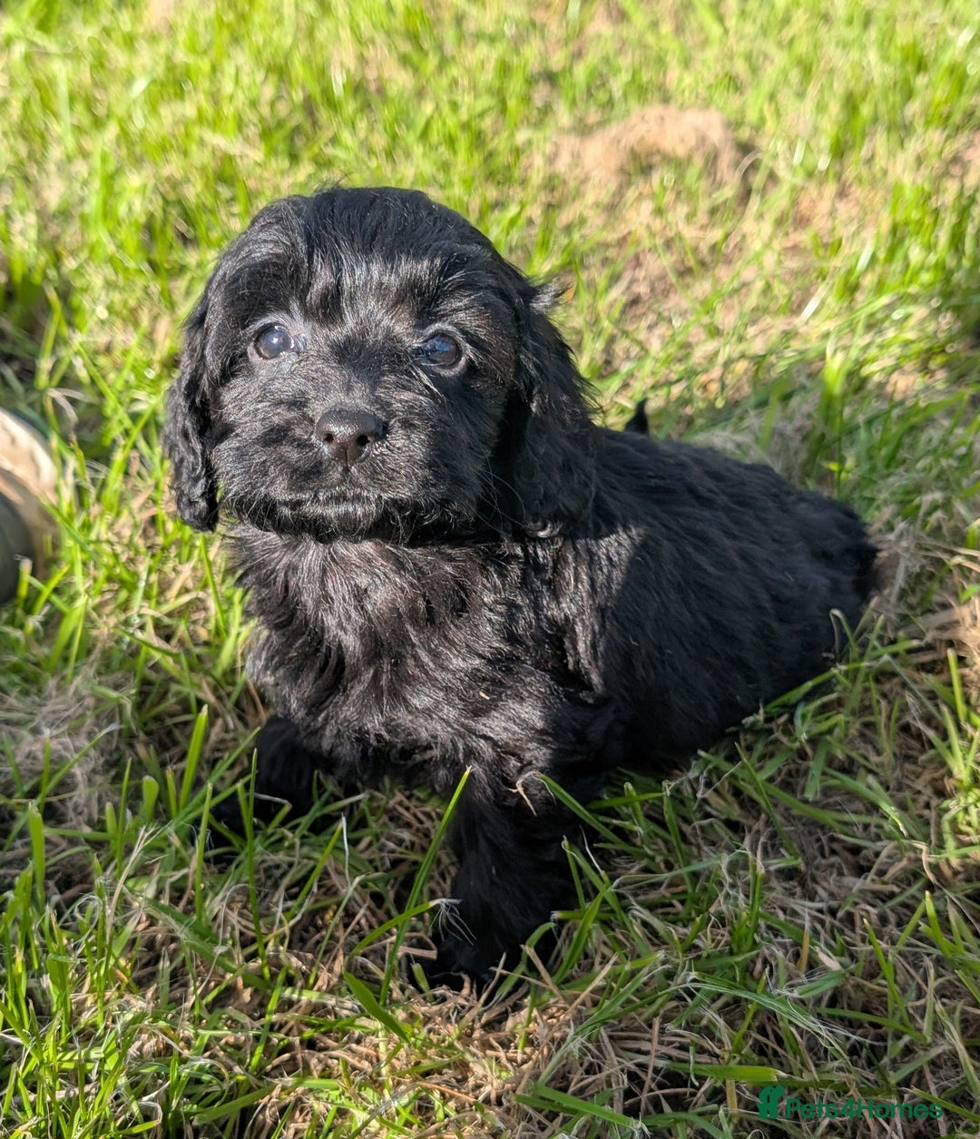 Cockapoo dogs for sale: Ready now! F1 cockapoo pups, health tested parents - Image 14
