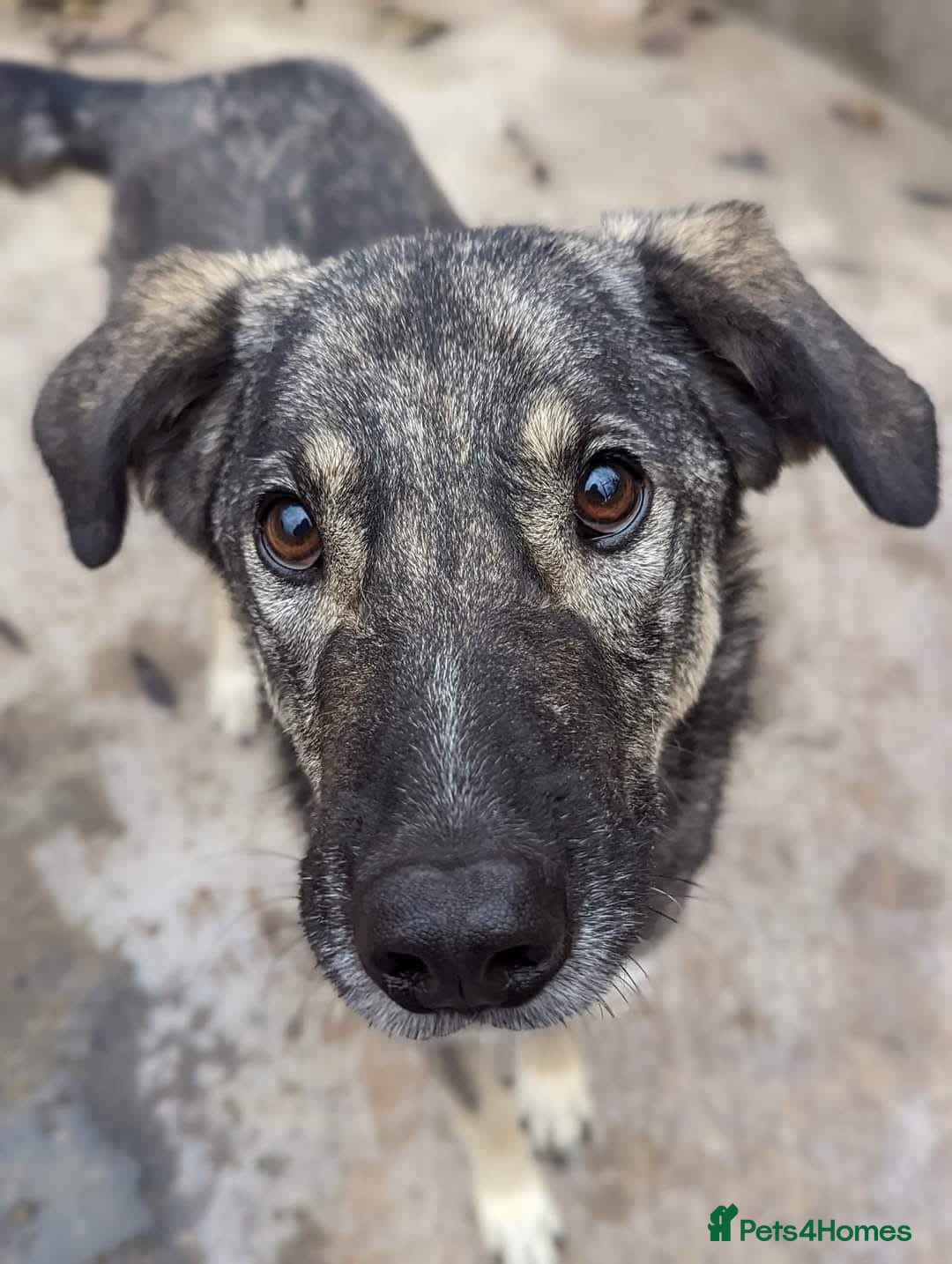Mixed Breed dogs for adoption: Lucky 💙 - Advert 1