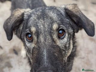 Mixed Breed dogs Lucky 💙 - Advert 16