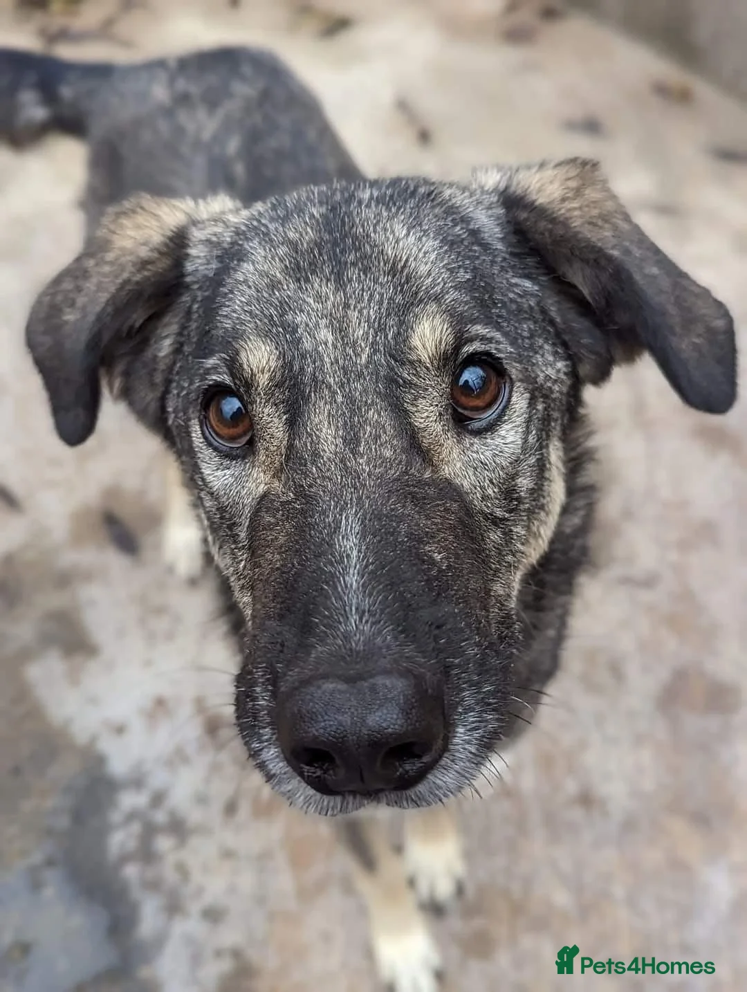 Mixed Breed dogs for adoption: Lucky 💙 - Advert 1