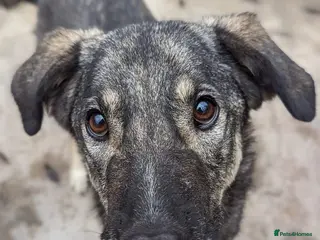 Mixed Breed dogs Lucky 💙 - Advert 19