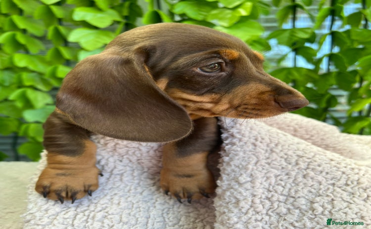 Dachshund dogs - Advert 2