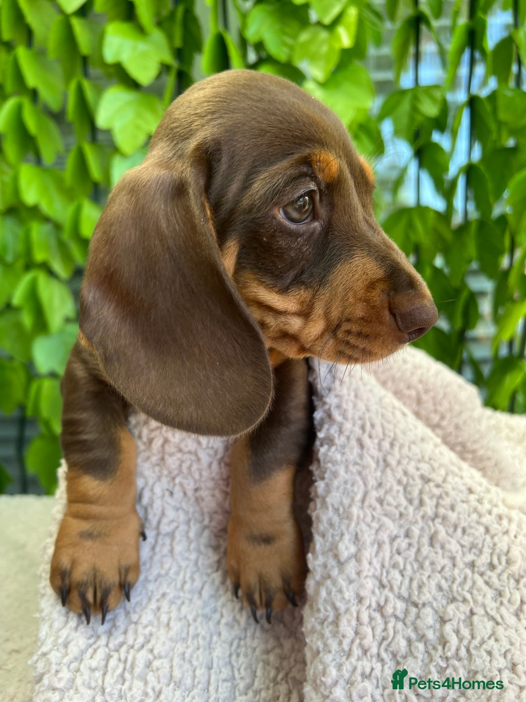Dachshund dogs for sale: Dachshund Puppy - Image 1