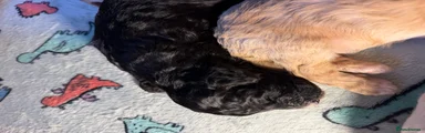 Cockapoo 3