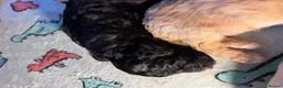 Cockapoo dogs for sale: Beautiful cockapoo puppies 🐶  - Advert 5
