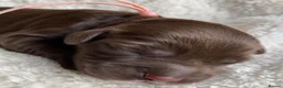 Cockapoo dogs for sale: F1b Cockapoos due 24th May - Advert 5