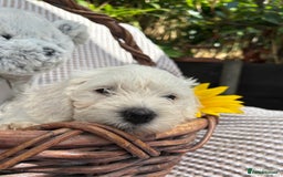 Mixed Breed dogs for sale: Pugalier x miniature schnauzer puppies - Image 3