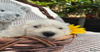 Mixed Breed dogs - Advert 7