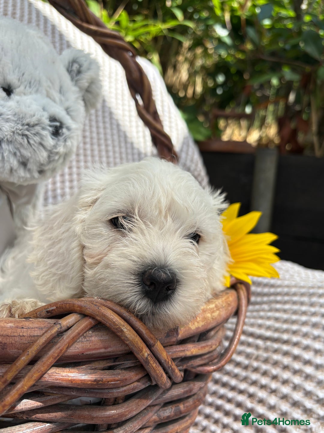 Mixed Breed dogs for sale: Pugalier x miniature schnauzer puppies - Image 3