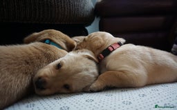 Labrador Retriever dogs for sale: READY NOW Stunning Fox red Labrador puppies - Advert 40
