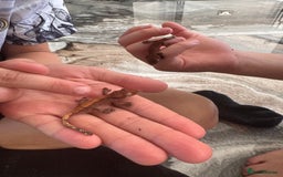 Gecko reptiles for sale: READY NOW 🦎 Baby Crested Geckos 🦎 - Image 5