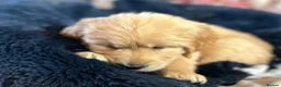 Golden Retriever dogs for sale: OUTSTANDING KC REG GOLDEN RETRIEVER PUPPIES  in Wisbech - Advert 24