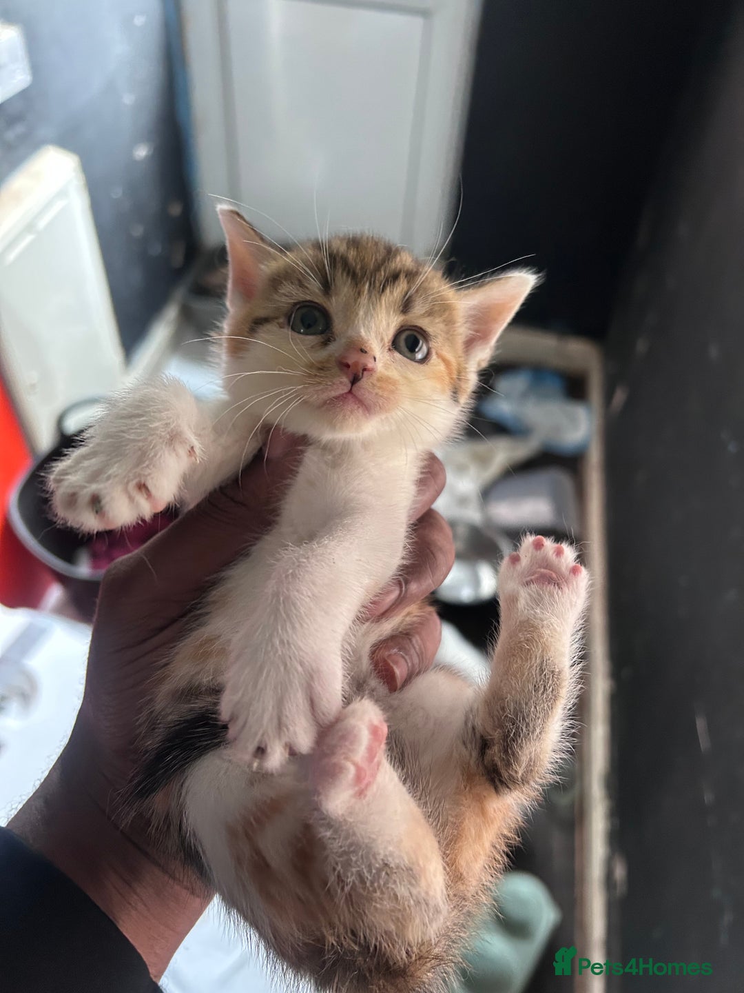 Mixed Breed cats for sale: Beautiful Kittens Available - Image 12