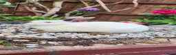 Mixed Breed rabbits for sale: Rabbits in Birmingham - Advert 7