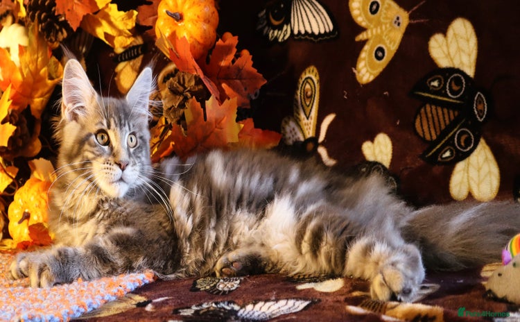 Maine Coon cats - Advert 8