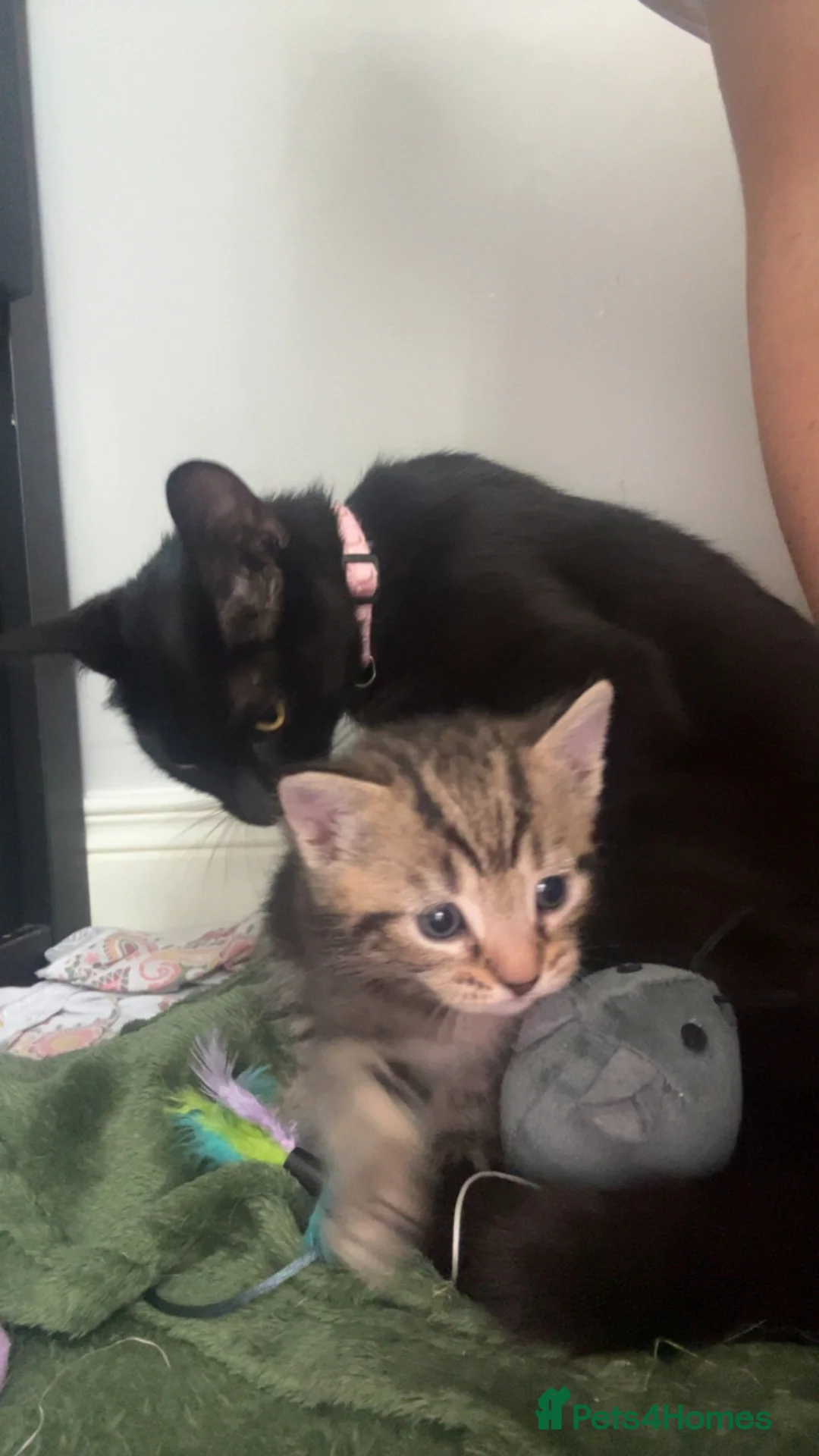 Mixed Breed cats for sale: 4 wee kittens for sale in Newry - Advert 1