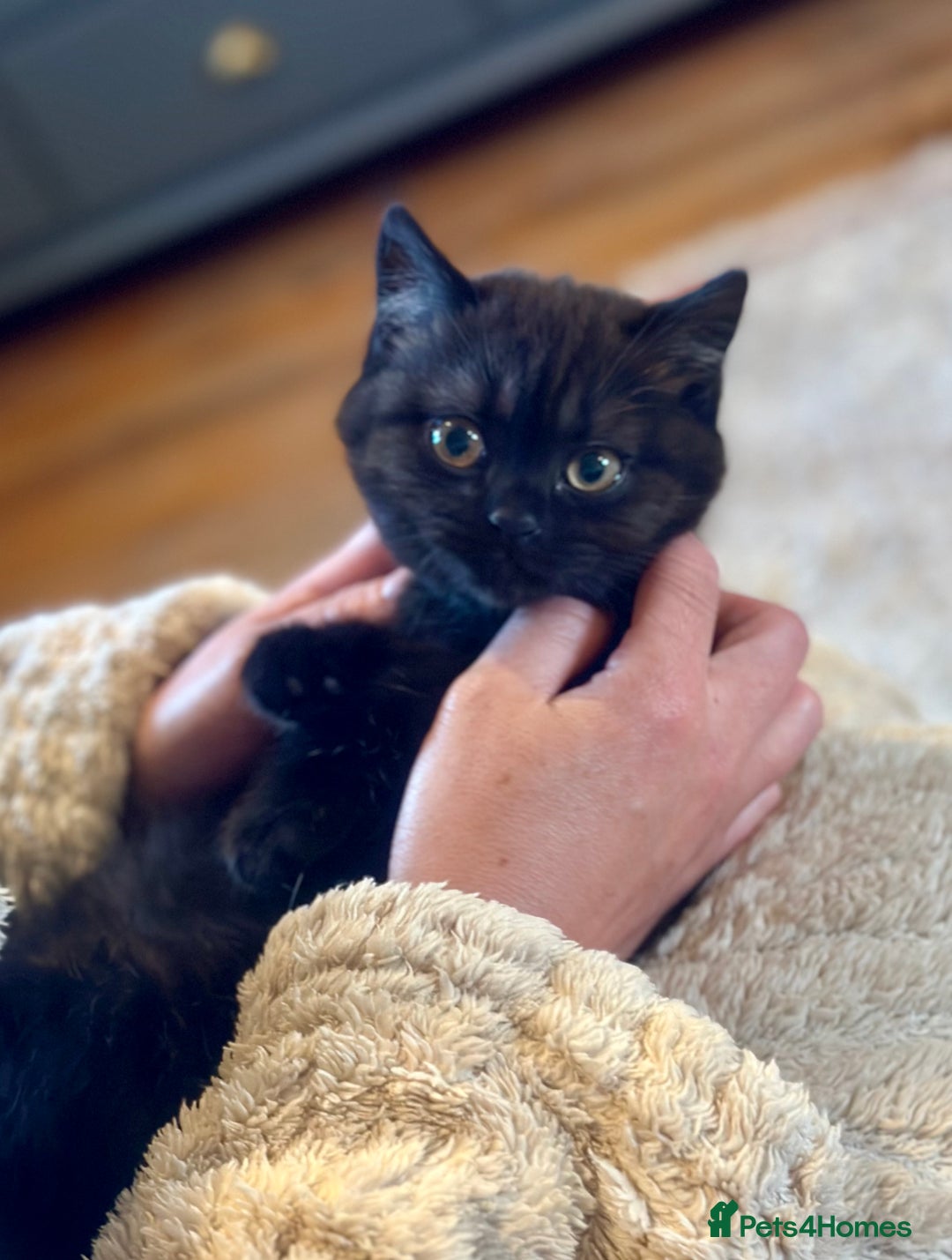 British Shorthair cats for sale: Superb British Short Hair kittens  in Bradford - Image 14