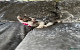 British Shorthair cats for sale: ✨🍑 PEACH & PISTACHIO 💚✨ - Image 8