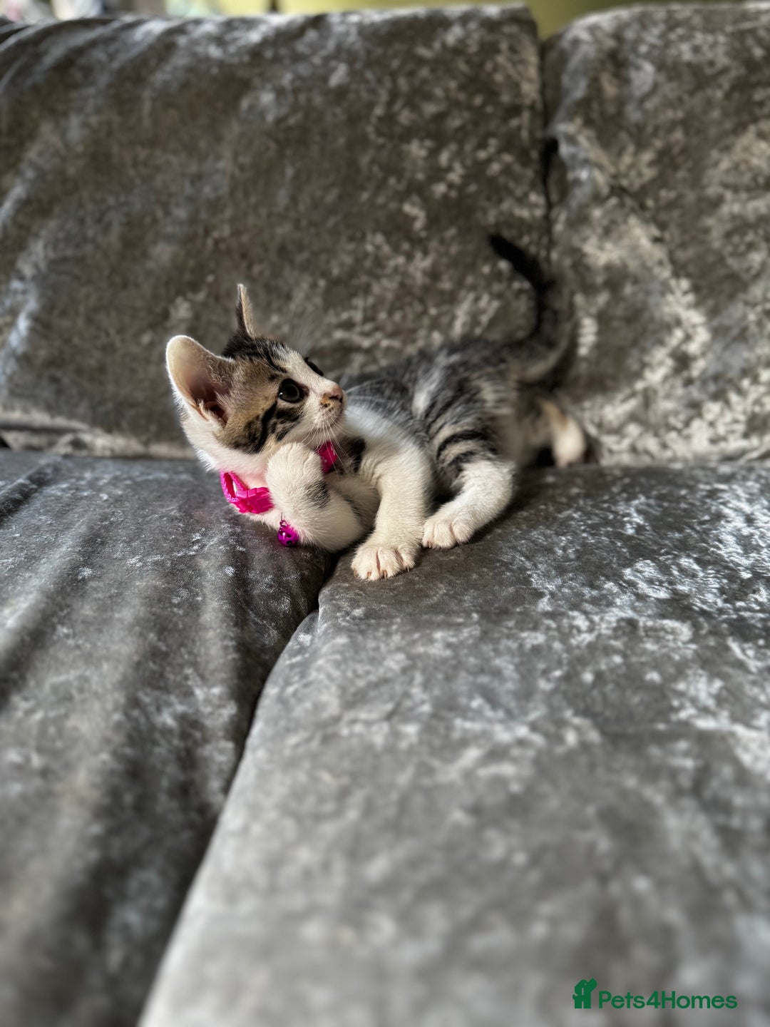 British Shorthair cats for sale: ✨🍑 PEACH & PISTACHIO 💚✨ - Image 8