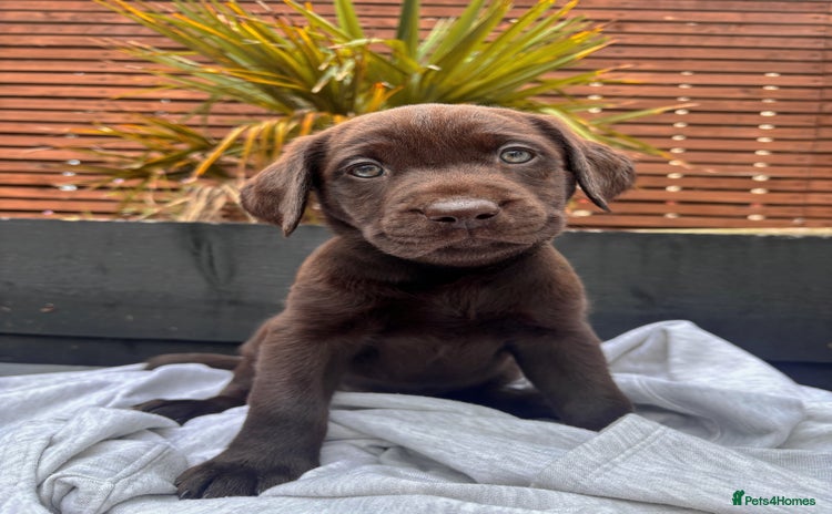 Labrador Retriever dogs - Advert 3