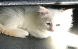 Ragdoll cats for sale: VERY RARE CREAM FLARE BICOLOUR RAGDOLL KITTEN - Image 2