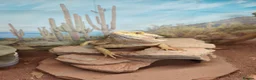Bearded Dragon reptiles for sale: Bearded dragon for sale - Advert 12