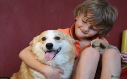 Welsh Corgi Pembroke dogs for sale: Show quality puppies - Image 8