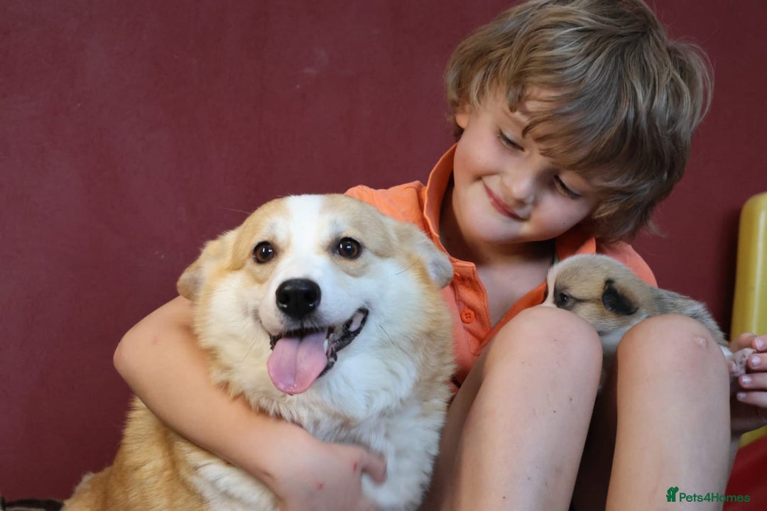 Welsh Corgi Pembroke dogs for sale: Show quality puppies - Image 8