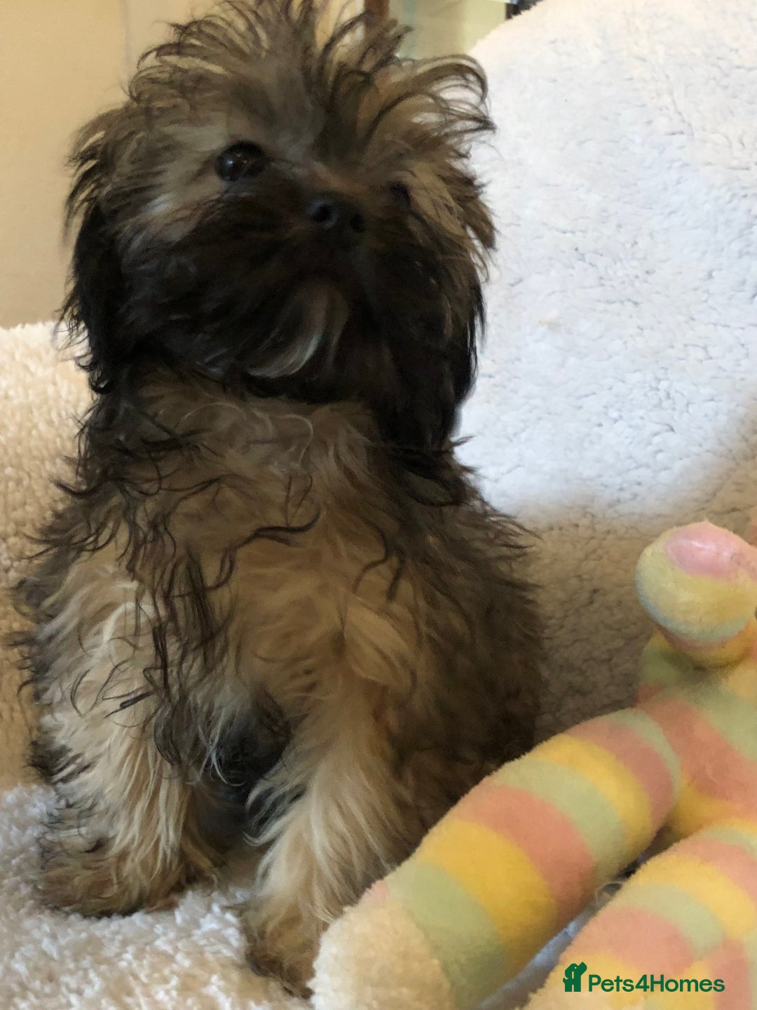 Shihpoo dogs for sale: shihpoo puppies for sale  - Advert 10