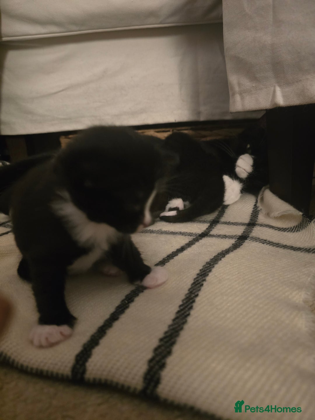 Mixed Breed cats for sale: Kittens looking for loving homes  - Advert 4