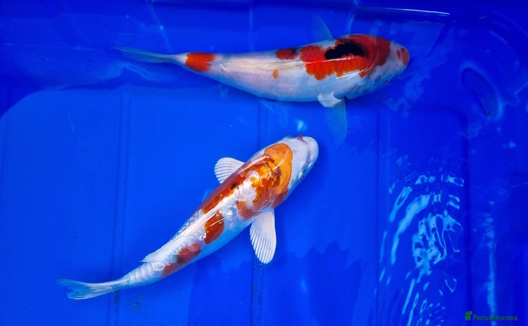 Koi Carp fish - Advert 3
